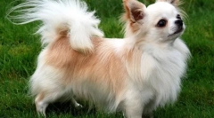 Rasa małych puszystych psów: zdjęcia z nazwiskami